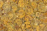 Composite Plate Of Agatized Ammonite Fossils #280977-1